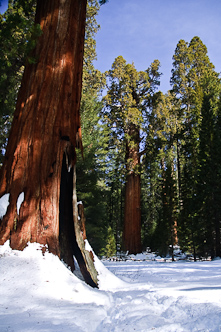 General Sherman, Sequia National Park, USA.