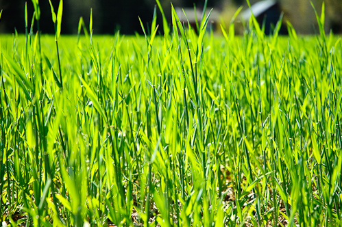 Sister green, Österfärnebo, Sweden.