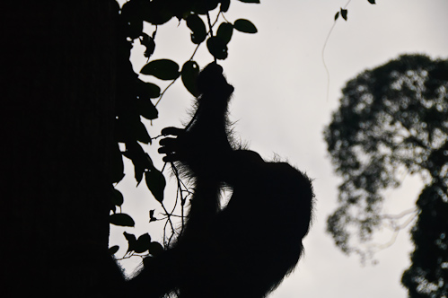 Silouette of a Orang Utan, Sepilok, Borneo, Malaysia.