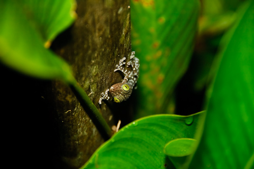 Gekko nightlife, Sukau Lodge, Borneo, Malaysia.