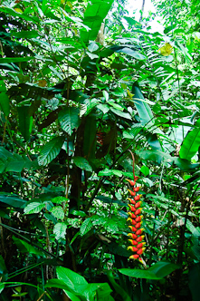 As green as can be with Heliconia, Kinabatangan, Borneo, Malaysia.