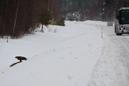 Life and death to a Golden Eagle, Fredrika, Sweden.