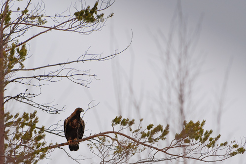 Survival of a Golden Eagle, Fredrika, Sweden.