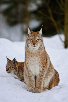 Female Lynx with cub, Lycksele, Sweden.