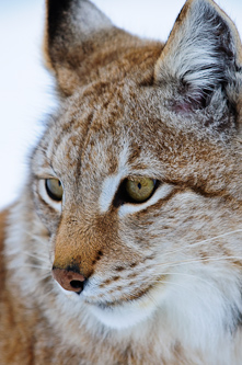 The cunning Lynx, Lycksele, Sweden.