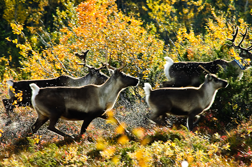 Autumn all over! Svartmortjärn, Sweden.