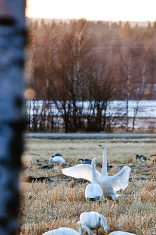 Gracious battles of the swans, Umeå, Sweden.