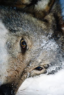 Sedated wolf waits for a GPS-collar, Skarda, Sweden.