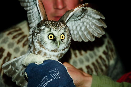 Spotted eyes of the Boreal Owl, Jacobstad, Finland.