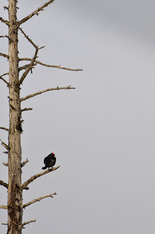 Black Grouse, Risliden, Sweden.