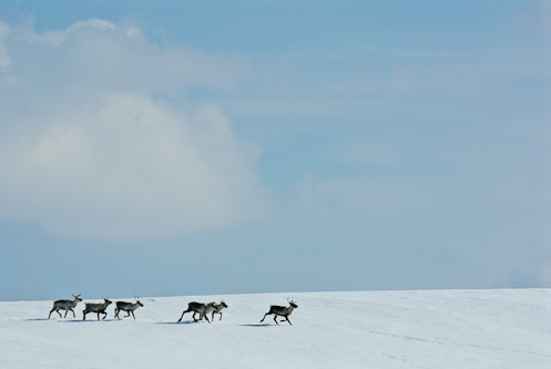 Running towards the calving ground, Skäckerfjällen, Sweden.