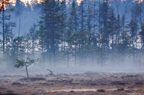 THe Red Fox knows the places, Degersjön, Sweden.