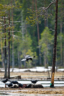 Ravens on a carcass, Kuhmo, Finland.