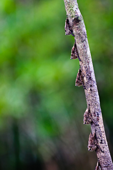 Sleeping bats, Sani Lodge, Ecuador.