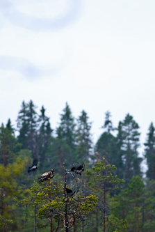 The bullies, Kuhmo, Finland.