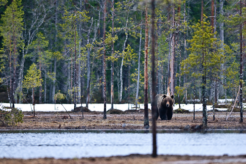 The bear is always browner on the other side, Kuhmo, Finland.
