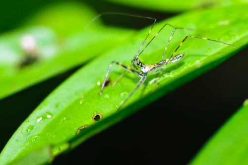 Is it real? Amazonas, Ecuador.