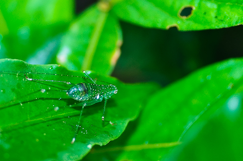 As if made of glass, Amazonas, Ecuador.