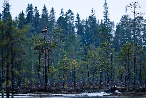 The eagle and the bear, nightlife on the Russian border, Kuhmo, Finland.