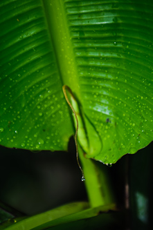 It doesn't get more humid that this! Amazon, Ecuador.