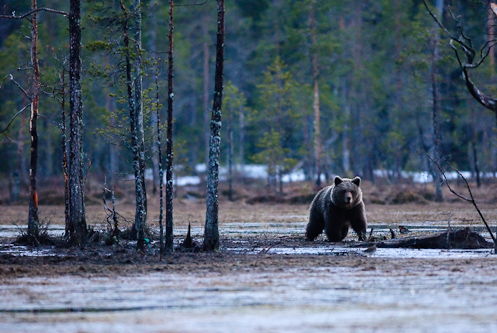 Brown Bear on the prowl, Kuhmo, Finland.