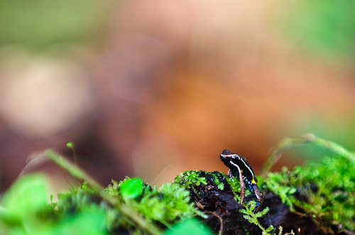 Poison Dart Frog, Amazon, Ecuador.