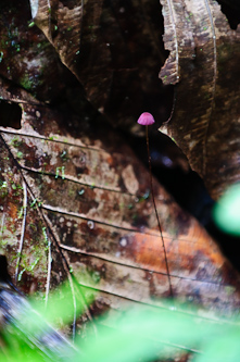 Nobody know this mushroom was there, Sani Lodge, Ecuador.