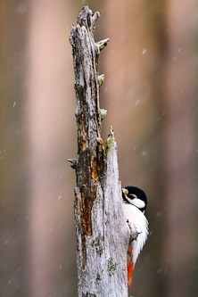 Great Spotted Woodpecker spy, Kuhmo, Finland.