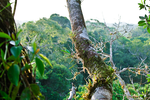 I know you're out there! Sani Lodge, Amazon, Ecuador.