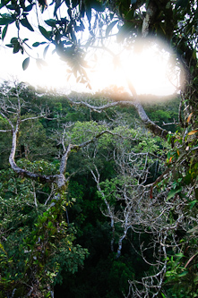 Canopy view, Sani Lodge, Ecuador.