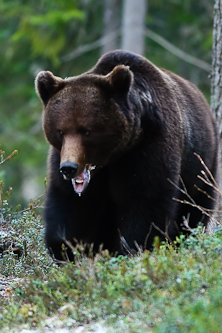 Some drewling might scare them off, Kuhmo, Finland.