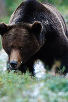 I know you are looking at me, Kuhmo, Finland.