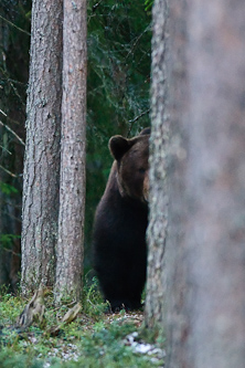 The big dark, Kuhmo, Finland.