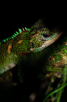 Emerald and swift, Amazonas, Ecuador.