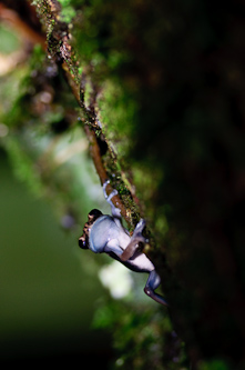 Hello, I'm tiny! Amazonas, Ecuador.