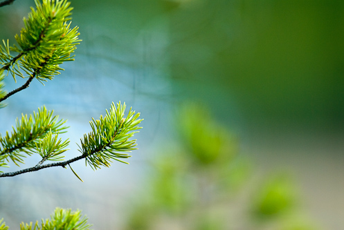 Scots Pine needles, Kuhmo, Finland.