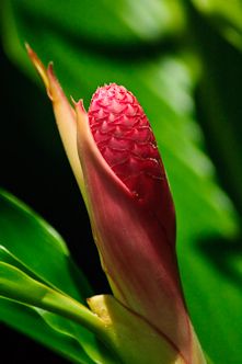 Ginger, Lalu Manu, Upolu, Samoa.