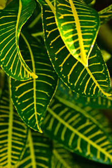 Ornament leaves, Apia, Samoa.