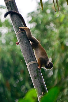 Up or down, I don't care, I'm a Squirrel Monkey, Sani Lodge, Ecuador.