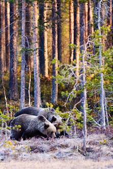 Big time courtship, Kuhmo, Finland.