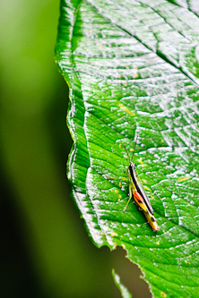 Could be candy? Amazonas, Ecuador.