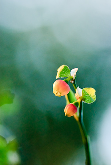 Burberry flowers, Gamlia, Sweden.