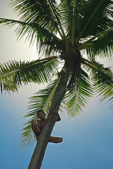 Fetching the nuts, Tafua Peninsula, Savai'i, Samoa.