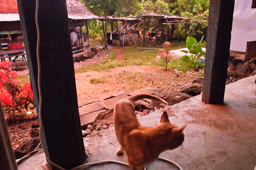 Early morning wake up call, Tafua, Samoa.