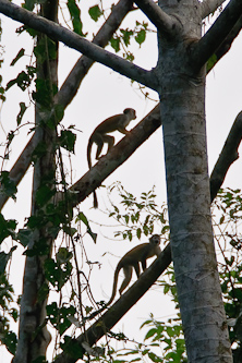 Posing Squirrel Monkeys, Amazonas, Ecuador.