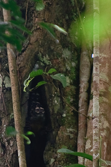 Night Monkeys during the day, Amazon, Ecuador.