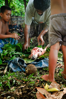 Grub, Tafua, Savai'i, Samoa.