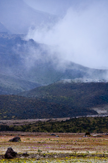 Wild horses by the foot of the vulcano, Cotopaxi, Ecuador.