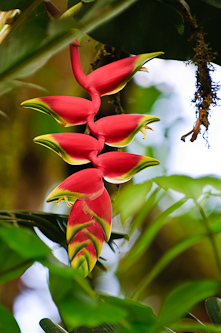 Another Heliconia flower, Amazon, Ecuador.