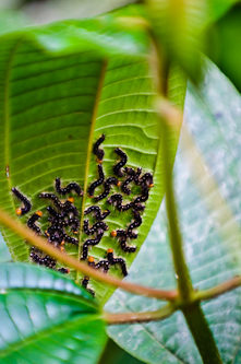 Brothers and sisters, Amazonas, Ecuador.